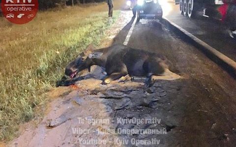 Під Києвом лось потрапив під колеса автівки