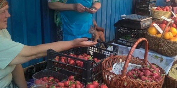 Як у Києві шукали білченя-мандрівника