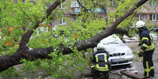 У Києві попереджають про падіння дерев