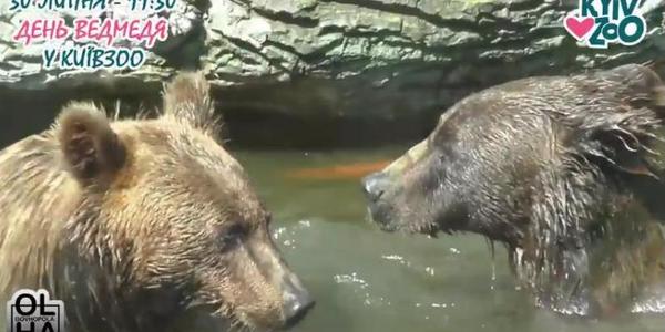 У Київському зоопарку провели репетицію Дня ведмедя [відео]