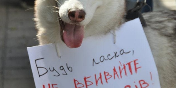 Домашній пес помер у муках через «догхантерів»