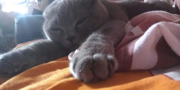 Сьогодні святкують черговий Міжнародний День кота