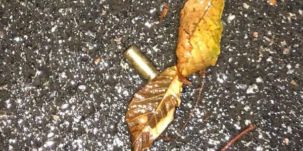 Стрілянина у столичному парку: двоє потерпілих