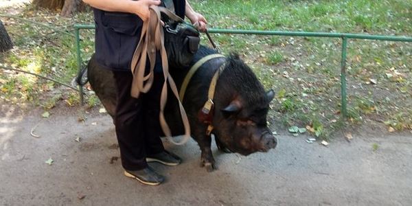 У столичному парку жінка вигулює свиню Маргошу