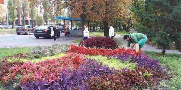 Три мільйони квітів додадуть на клумби перед зимою