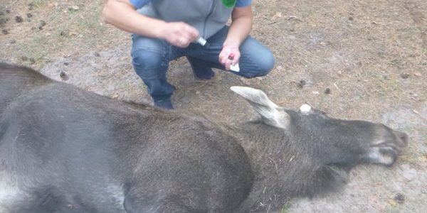Рятувальники ганялися за лосем посеред Києва [фото]