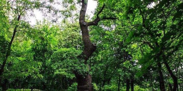 Дуб Шевченка вдалося врятувати, парк «Качине озеро» – під питанням