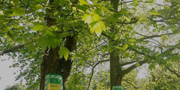 В Києві висаджують платани, а з газонів крадуть  квіти