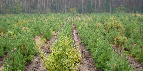 У державному бюджеті відсутні кошти на захист лісу: що очікує «українські легені»