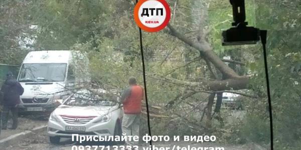 Непогода збирає «врожай»: на Подолі дерево впало на дорогу з автівками