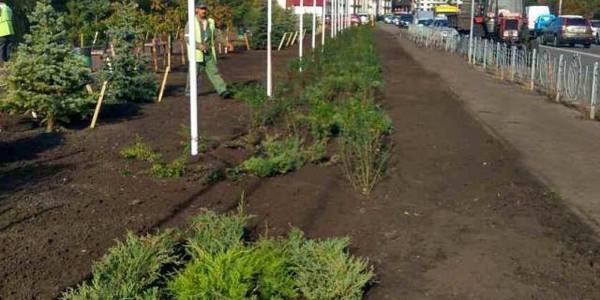 Осіннє озеленення Києва: масово висаджують хвойні дерева