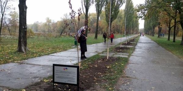 У столиці з’явилася ще одна величезна алея сакур