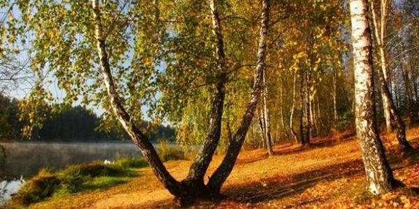 Кліматологи кажуть: зима у столиці ще далеко