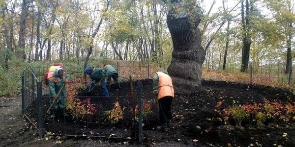 У Києві активісти врятували 400-річний дуб від руйнації
