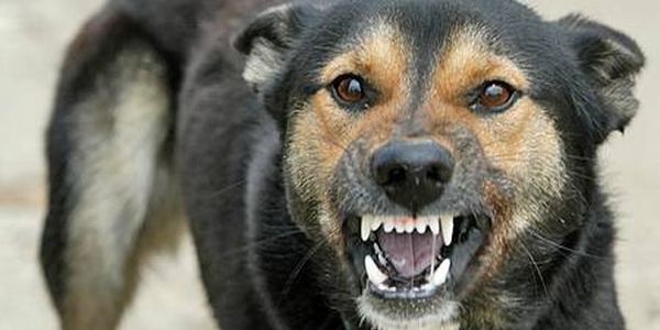 Що врятує киян від сказу