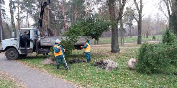 Київ продовжують засаджувати соснами