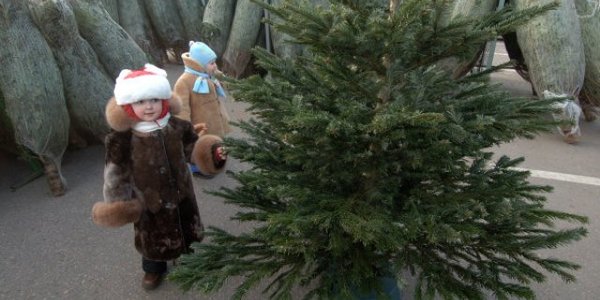 З 15 грудня у Києві продаватимуть ялинки [список вулиць]