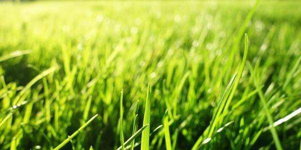 Договір оренди землі можна зареєструвати онлайн