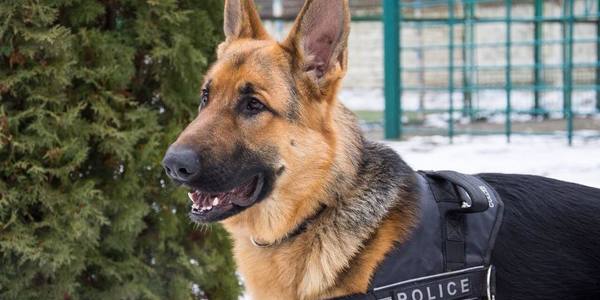 100 і одна крадіжка: поліція розповіла, як не без гріха зустрічали Новий рік у столиці