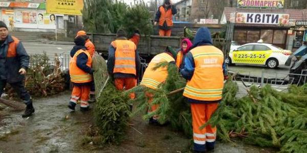 «Не рубай ялину!»: у Києві розгорілися серйозні дебати навколо зрубаних дерев  