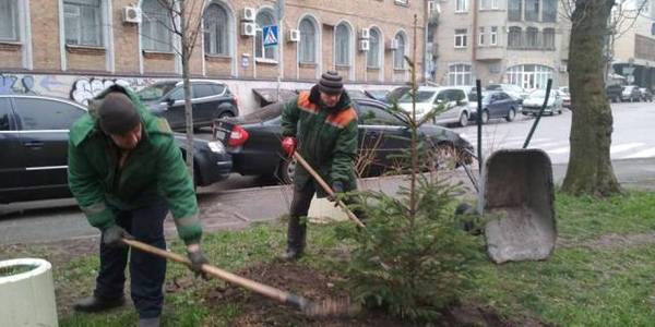 У Києві досі висаджують дерева, але не обходиться без набігів варварів