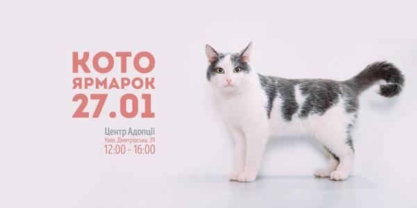 Котиків будуть роздавати киянам кожної суботи