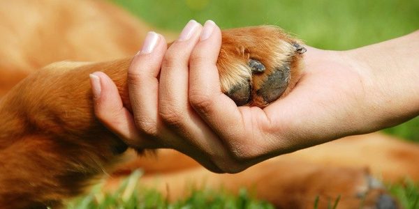В Україні посилять відповідальність за жорстоке поводження із тваринами