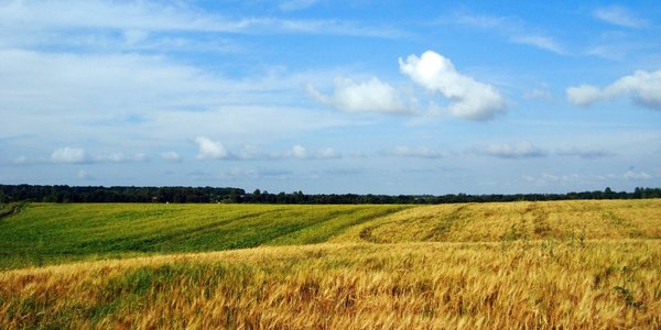 Українці готові і надалі здавати земельні паї орендарям