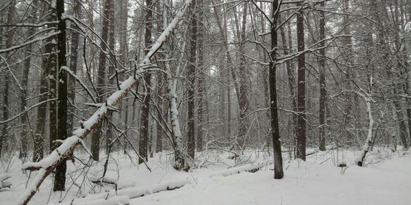Дерева на Виноградарі потерпають від всихання та вандалів