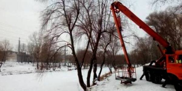 У Києві масово обрізають дерева