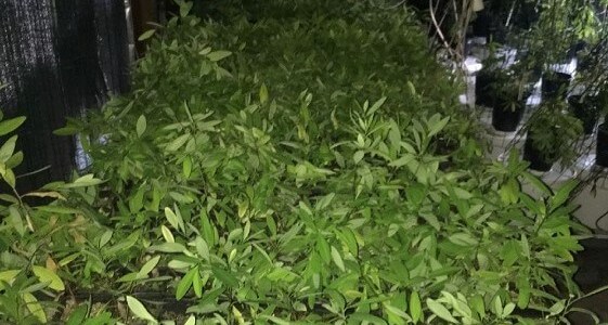 Столичні поліцейські затримали наркобарона