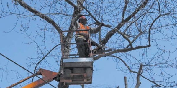 Києву загрожує «дендроінквізиція»