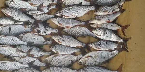 Працівники водної поліції затримали рибного браконьєра 
