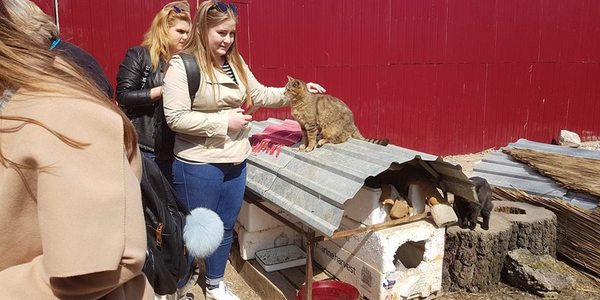На задвірках зоопарку: як живеться 80 вихованцям Котомістечка 