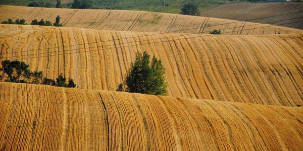 Вартість оренди української землі продовжує зростати