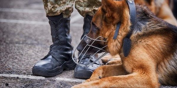 День собаки: хто найкраще привітав чотирилапих зі святом