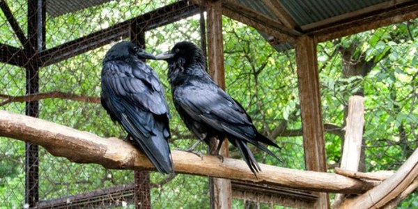 Ольга Балицька: Двір з воронами у центрі Києва ніхто не продає