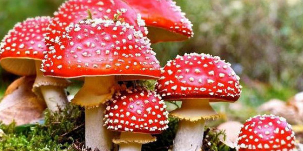 Грибна небезпека: кияни масово потрапляють до лікарень