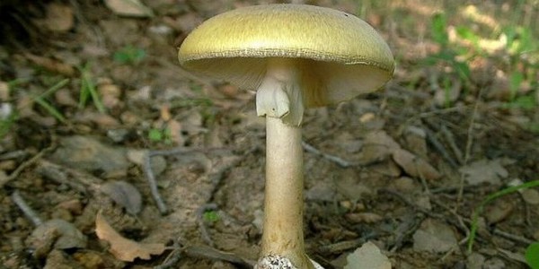 Кияни у реанімації: що потрібно знати про гриби