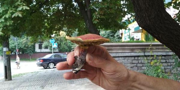 Вулиці Києва потерпають від навали грибів