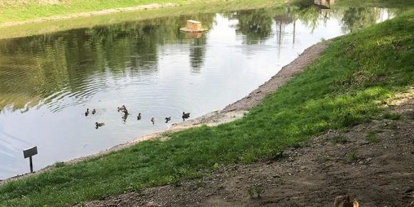 На водоймах у парку Нивки висадять очерет, - Яловий