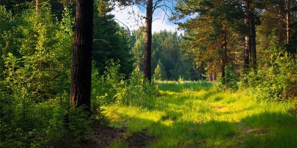 Як відновлюють вирубані ліси біля Києва