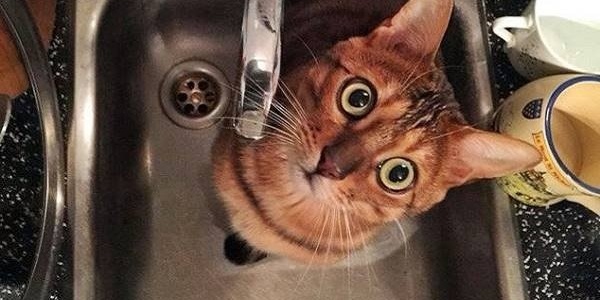 На двох вулицях Києва зникне вода