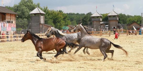 Під Києвом пройдуть лицарські бої, турнір кінних лучників і кінне шоу