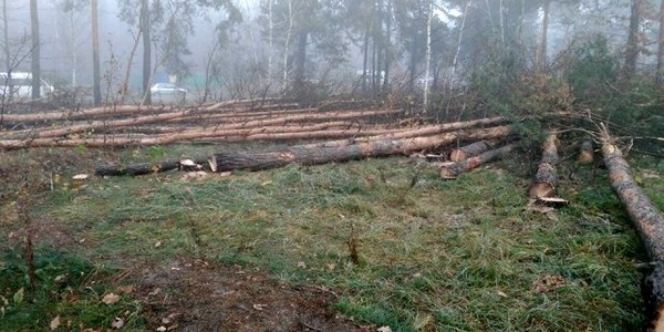 Зловмисники знову знесли дерева біля Броварського проспекту