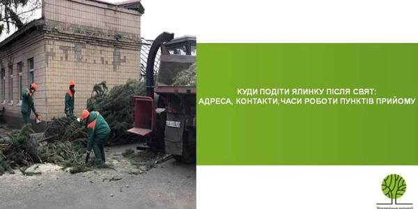 Як киянам правильно позбутися новорічної ялинки