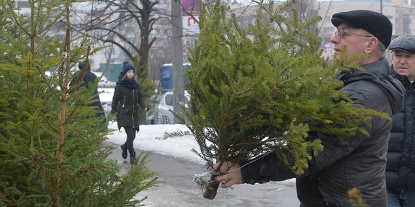 Куди здати ялинку: у столиці працює 15 пунктів
