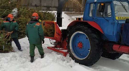 До останньої ялинки: у Києві триває прийом новорічних дерев