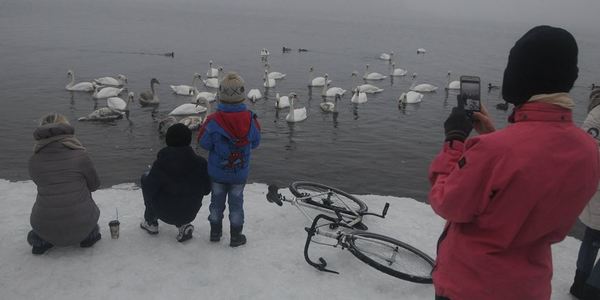 Кияни влаштували паломництво до лебедів у парку Наталка