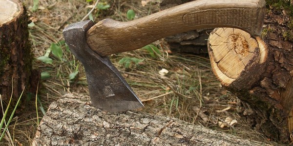 Варварство у Пущі Водиці: замість одного дерева вирубали 214